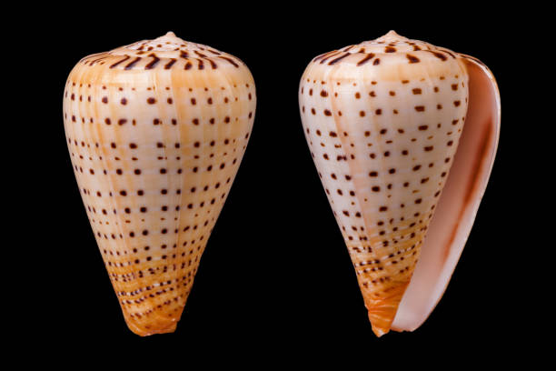 istock Conus betulinus/betuline with 962755972