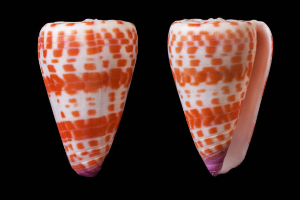 istock Conus tessulatus/tessellated cone 962756122