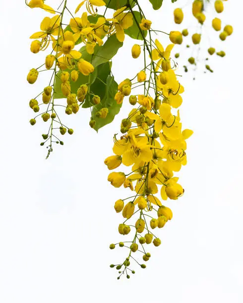 Cassia fistula flower isolated on white background.