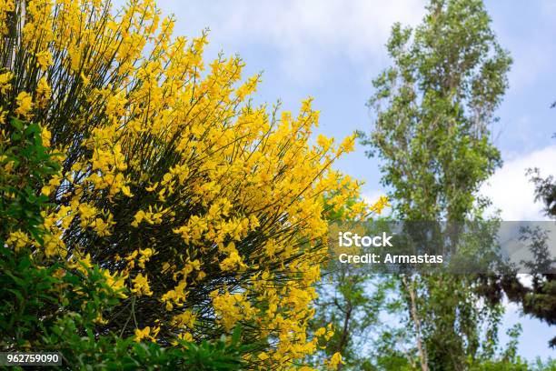 Foto de Vassoura De Flores No Jardim e mais fotos de stock de Alemanha - Alemanha, Amarelo, Arbusto