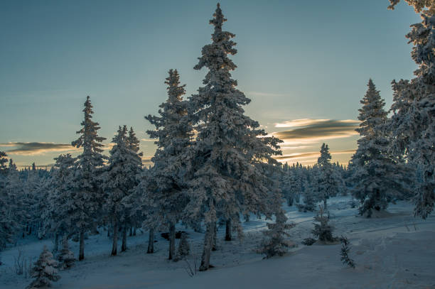 istock Snow-covered forest in the mountains at dawn. 962759222