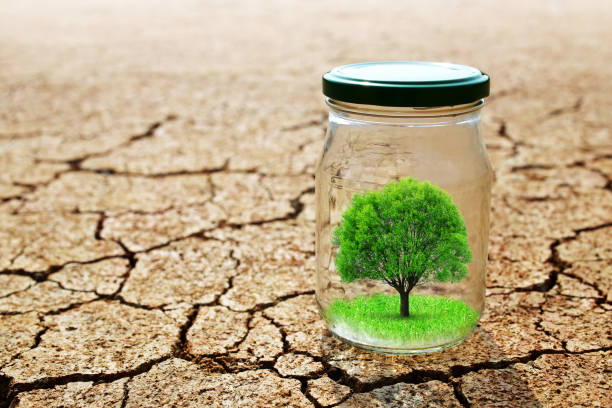 istock Growing tree in a glass on dry cracked earth. 962759830