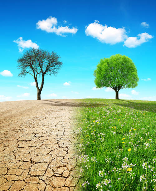 istock Dry country with cracked soil and meadow with growing tree. 962759972