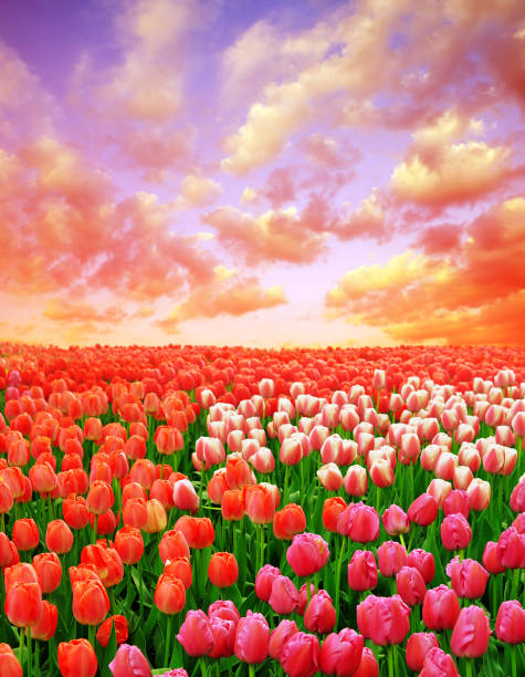 istock Beautiful colorful tulip fields at sunset. 962760038