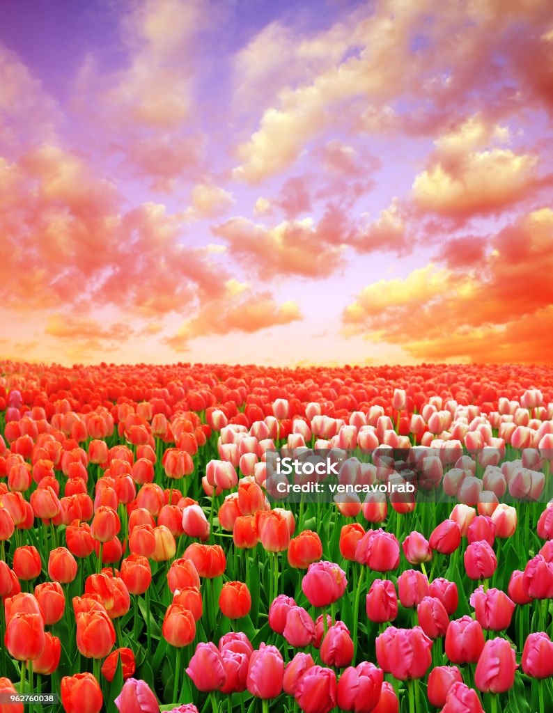 Những Cánh Đồng Hoa Tulip Đầy Màu Sắc Tuyệt Đẹp Lúc Hoàng Hôn Hình ...