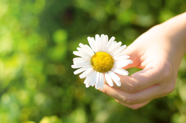 istock Chamomile. Daisy flower in female hand. 962761206