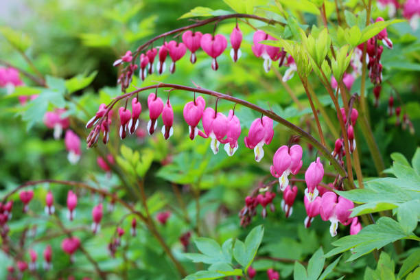 istock Flower Broken heart (heart of Jeanette). The Bleeding Heart (Dicentra). 962761342