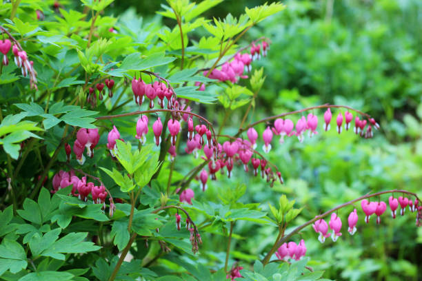 istock Bleeding Heart (Dicentra). Blooming Bush in the garden. 962761530