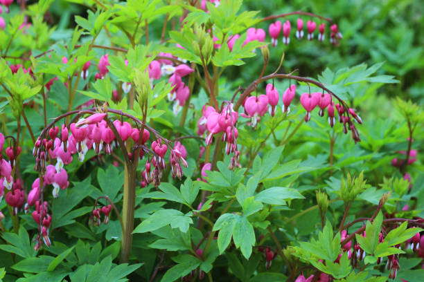 istock Flower Broken heart (heart of Jeanette). The Bleeding Heart (Dicentra). 962761566