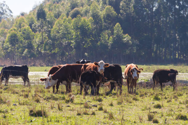 istock cows grazing in the green Argentine countryside 962763898