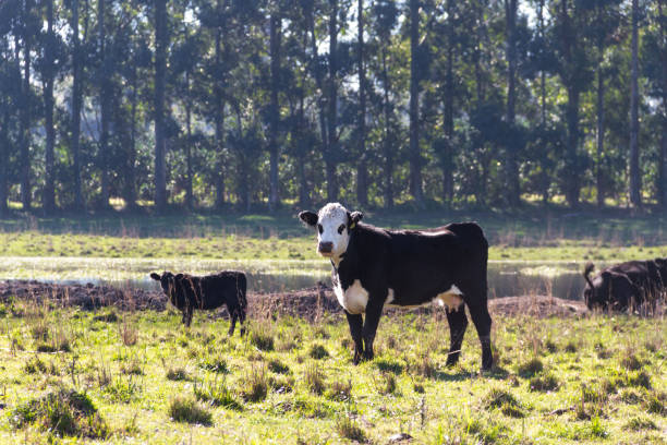 istock cows grazing in the green Argentine countryside 962763958