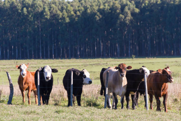 istock cows grazing in the green Argentine countryside 962763980