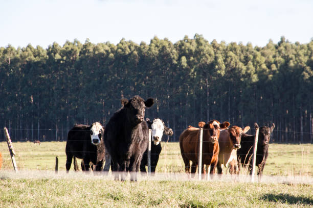 istock cows grazing in the green Argentine countryside 962763988