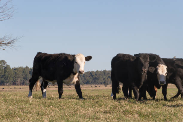 istock cows grazing in the green Argentine countryside 962764006
