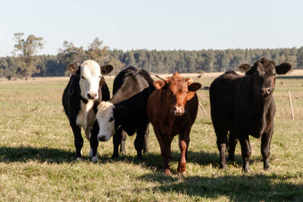 istock cows grazing in the green Argentine countryside 962764056