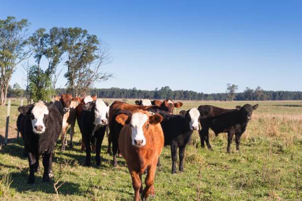 istock cows grazing in the green Argentine countryside 962764090