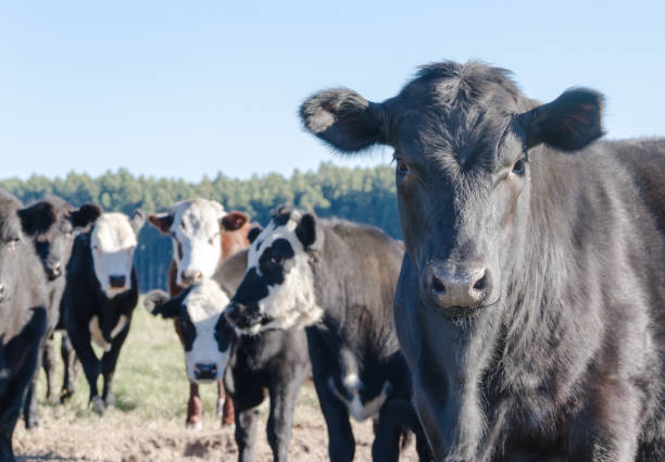 istock cows grazing in the green Argentine countryside 962764092