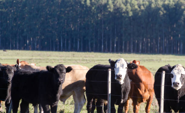 istock cows grazing in the green Argentine countryside 962764106
