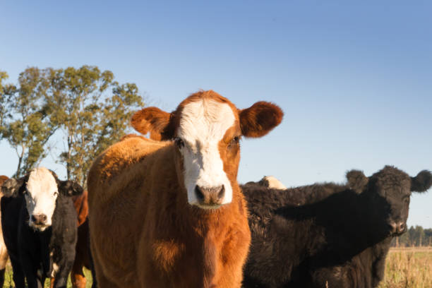 istock cows grazing in the green Argentine countryside 962764122