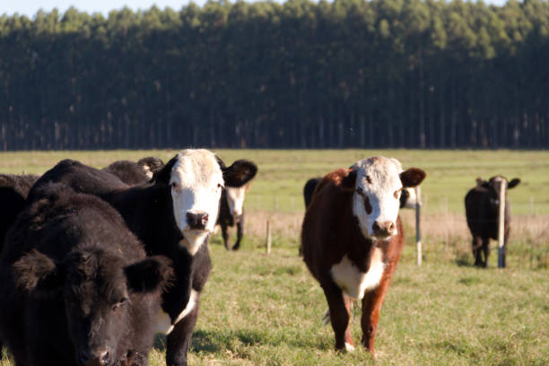 istock cows grazing in the green Argentine countryside 962764146