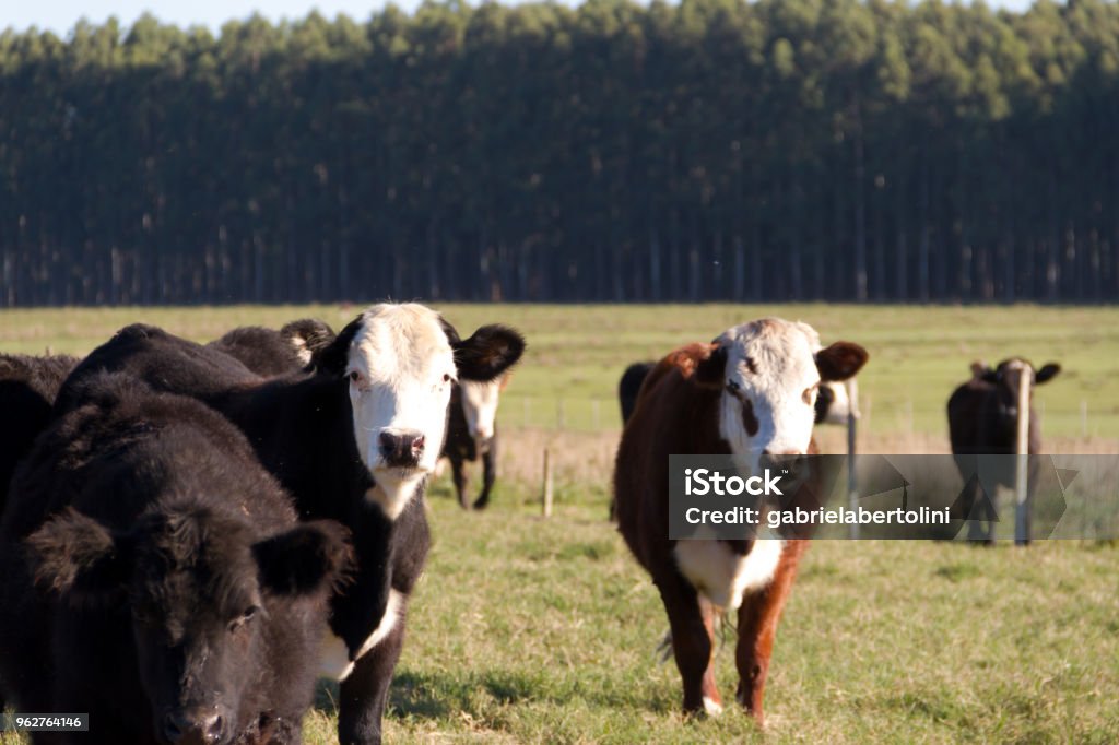 vacas que pastam no campo argentino verde - Foto de stock de Agricultura royalty-free