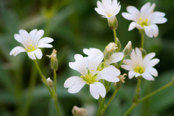 istock white flowers on summer time with selected focus 962764668