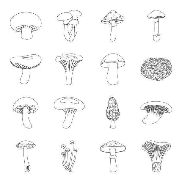 ilustraciones, imágenes clip art, dibujos animados e iconos de stock de iconos de contorno setas venenosas y comestibles de colección set de diseño. diferentes tipos de setas vector ilustración web valores de símbolo. - honey agaric