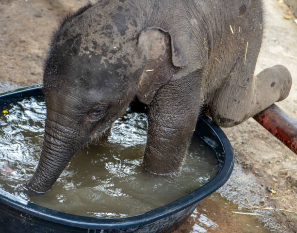 クローズ アップの赤ちゃんのお風呂で遊ぶゾウの赤ちゃん。 - animal close up elephant animal eye ストックフォトと画像