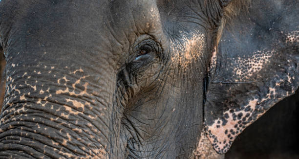 大人のゾウの頭をクローズ アップ。 - animal close up elephant animal eye ストックフォトと画像