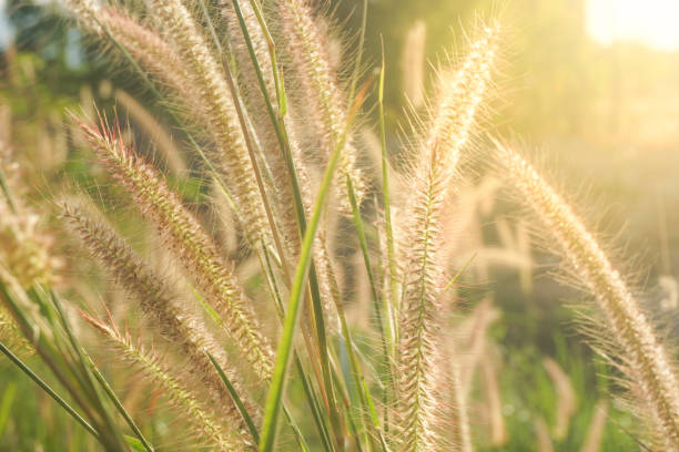 istock Foxtail grass flower in the field with sunlight shines 962770414