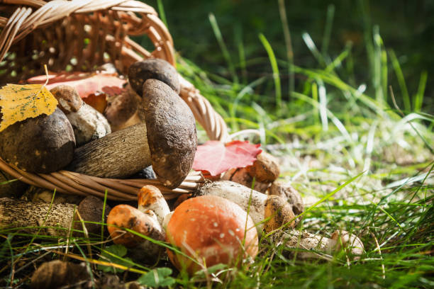 istock collected in the forest edible mushrooms in a basket 962771280