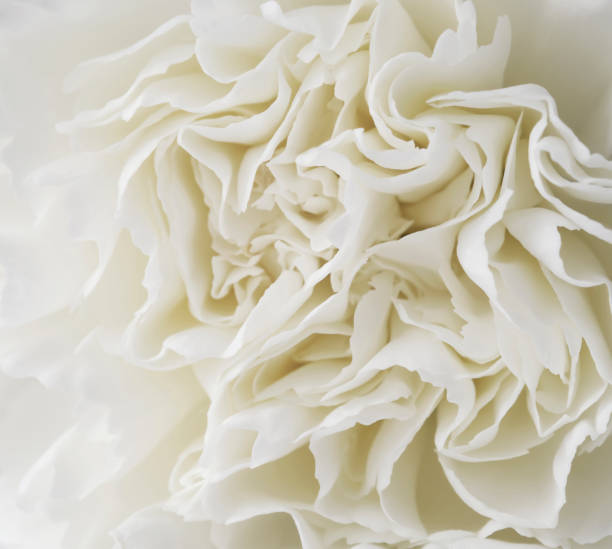 макро белый фон цветок гвоздики - венчик лепесток фотографии стоковые фото и изображения