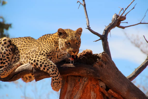 istock Wild Leopards in Africa Namibia 962776338