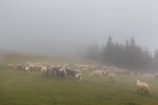 istock Sheep herd on summer meadows in mountains, Romania 962776712