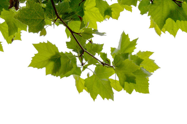 istock a foliage isolated on the white background 962777334