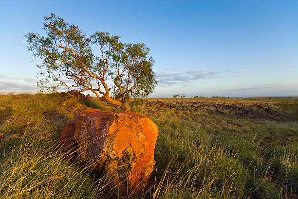 árvore e rock em pilbara no outback - spinnifex - fotografias e filmes do acervo