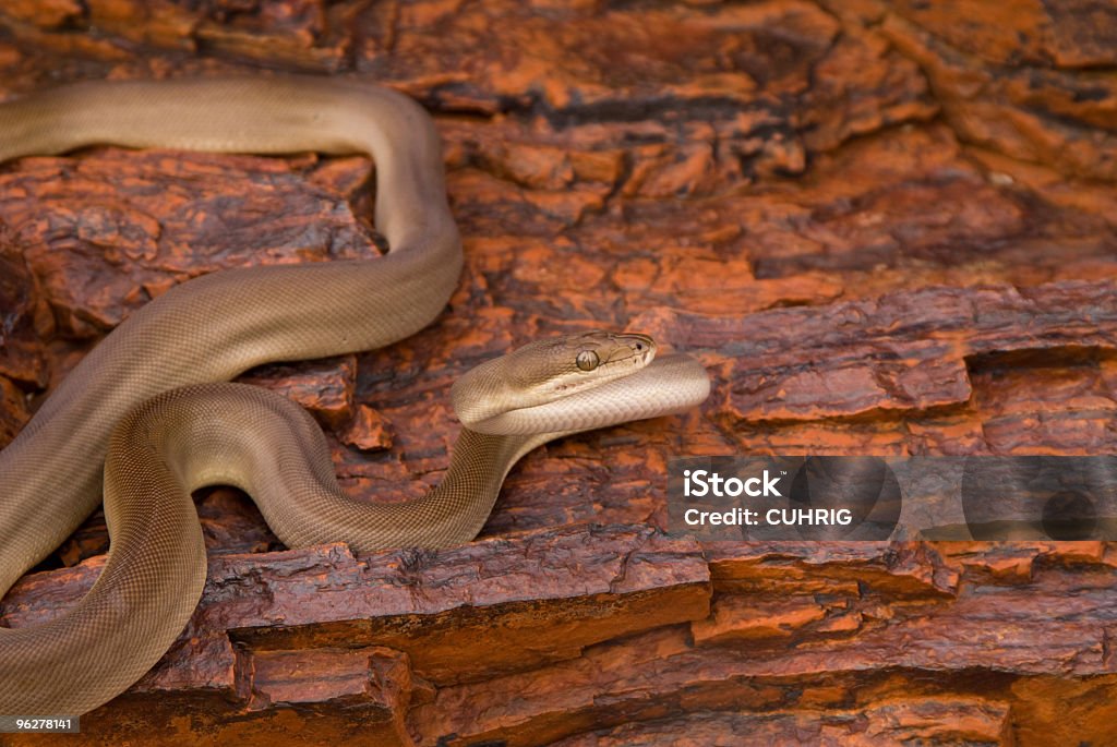 Olive Python On Red Rocks Stock Photo - Download Image Now - Olive Tree ...