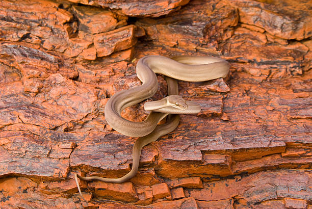 1,500+ Australian Python Stock Photos, Pictures & Royalty-Free Images ...