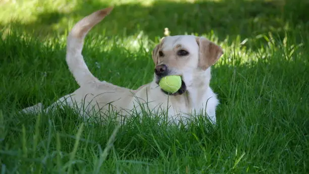 Yellow Labrador playing with a tennis ball in the grass on a summers day.
