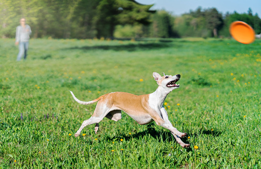 Small English greyhound (whippet) is playing on a walk. The purebred dog brown with white coat color is running and looking the flying disk. Woman dog owner is standing at a background. Outdoors shooting in a public park at sunny summer day