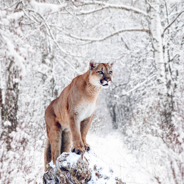 istock Portrait of a cougar, mountain lion, puma, panther, striking a pose on a fallen tree, Winter scene in the woods 962786310