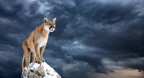 istock Portrait of a cougar, mountain lion, puma, panther, striking a pose on a fallen tree 962786504