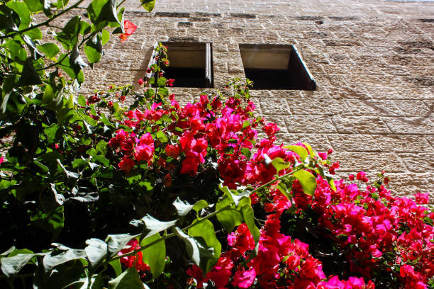 istock colors of Israel 962786770