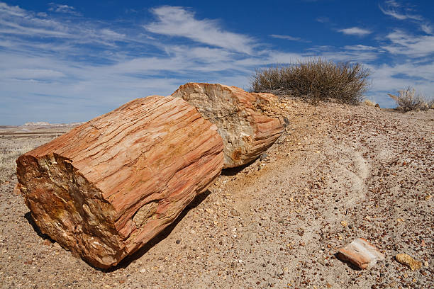 istock Log at Petrified Forest National Park, Arizona 96278880