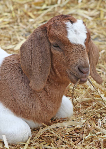 istock Brown And White Baby Goat 962794344