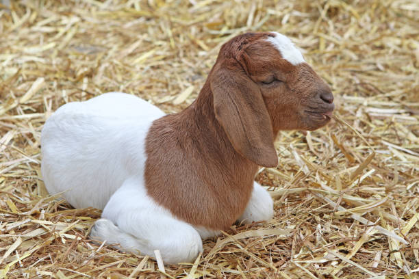 istock Brown And White Baby Goat 962794394