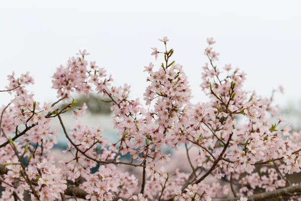 istock Sakura or Cherry blossom flower  Osaka Japan 962798286