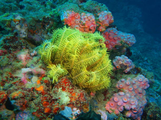 криноид - морская лилия стоковые фото и изображения