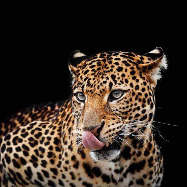 istock Leopard portrait on dark background. Panthera pardus kotiya, Big spotted cat lying 962800190