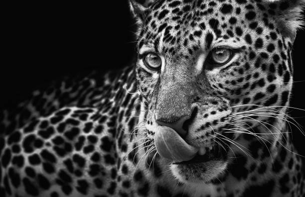 istock Leopard portrait on dark background. Panthera pardus kotiya, predator licked 962800254